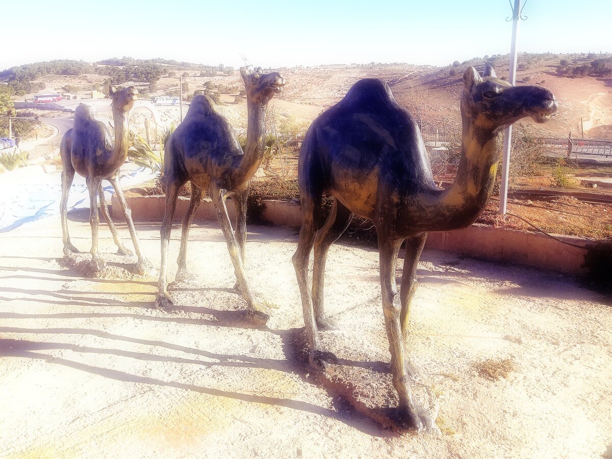 Будто мало в Иордании верблюдов реальных, им соорудили еще и памятник))