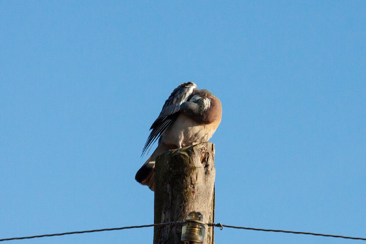 Вяхирь чистится, не обращая внимания на наблюдателей