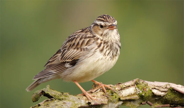 Лесной жаворонок