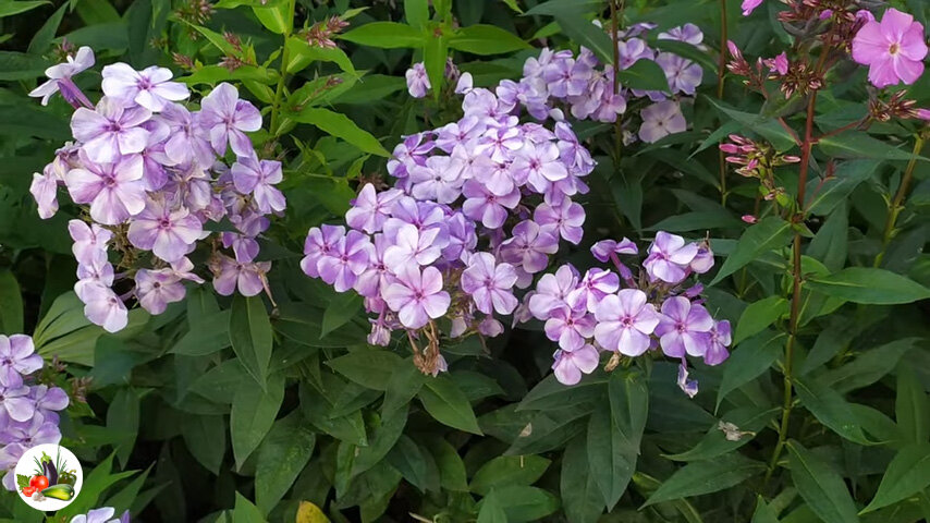 флоксы