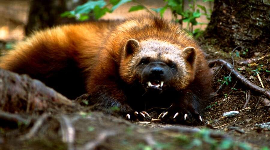 Росомаха в природе... википедия