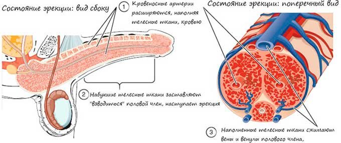 Почему встает член - механизм эрекции