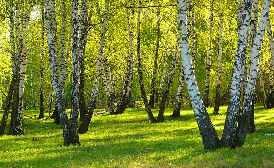Берёзовая роща орехово-зуево. Березовая роща краснодарский край. Березовая роща тутаев. Перед березовой рощей. Перед березовой рощей.