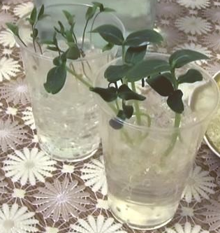 семена в гидрогеле