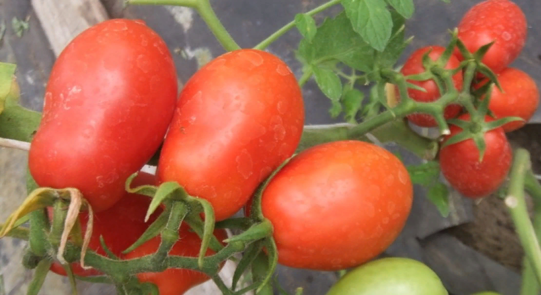 Серия томатов «Непас»: стоит ли покупать семена