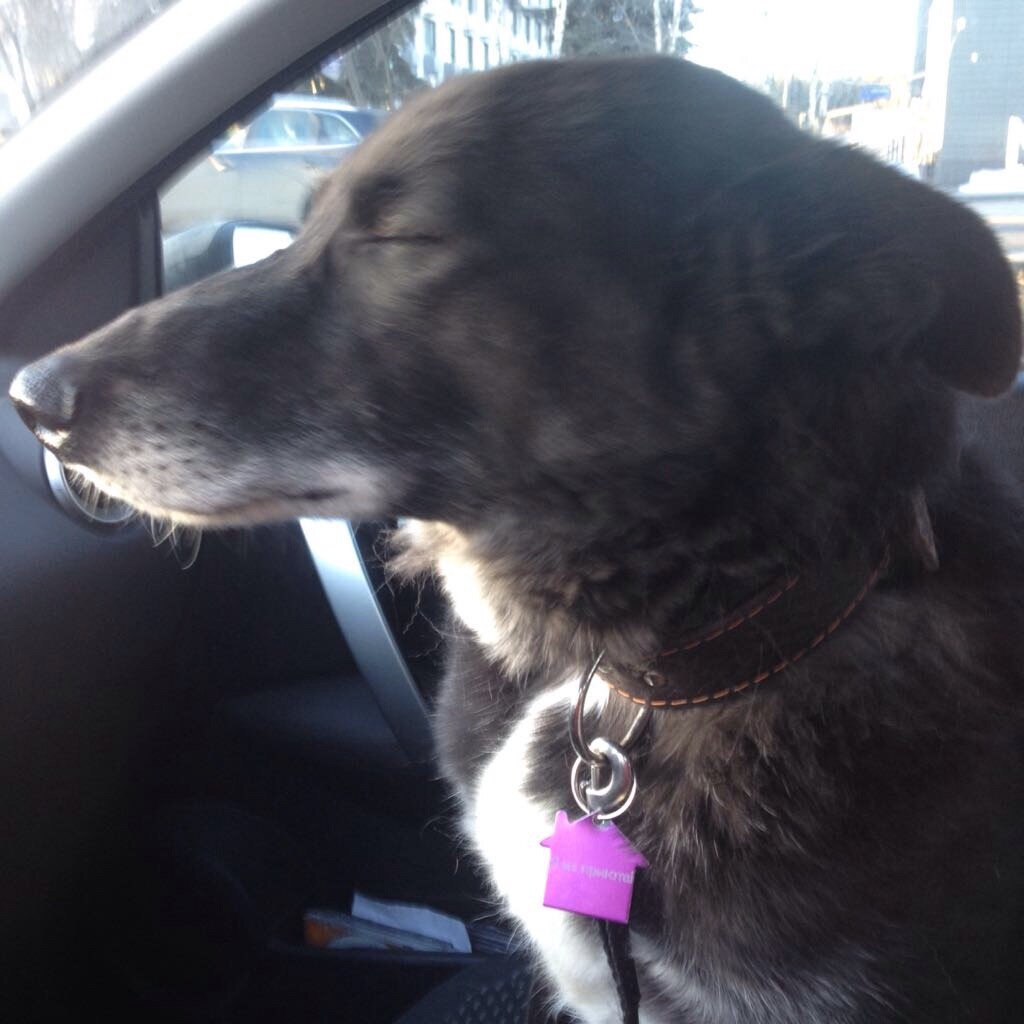 Яша ехал домой  в приют с усталым, но умиротворенным видом