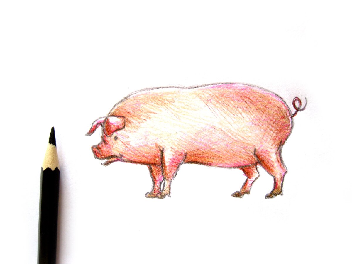 Свинья карандашом