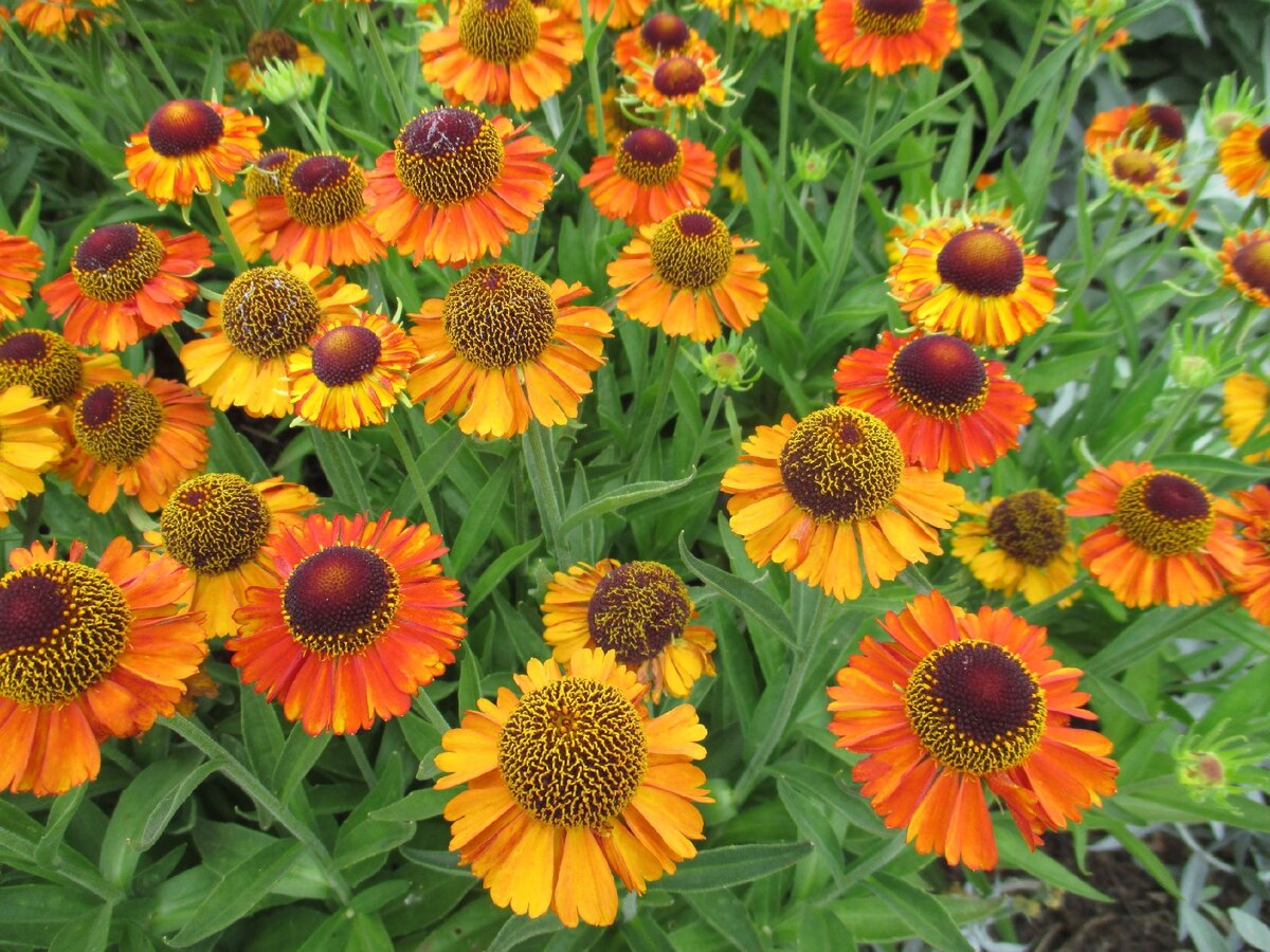 Гелениум горький