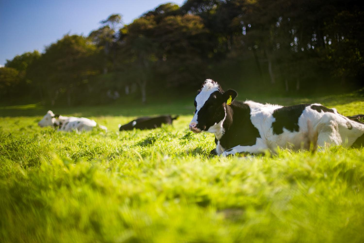   Сегодня мы поговорим о практических аспектах кормления и содержания коров молочного направления продуктивности.