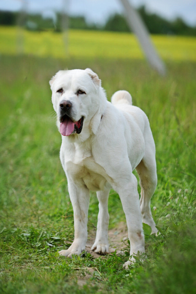 Среднеазиатская овчарка 