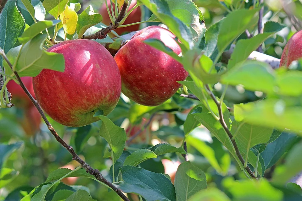 Яблоня долго не вступает в плодоношение