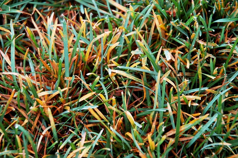 Болезни газонной травы фото и их лечение