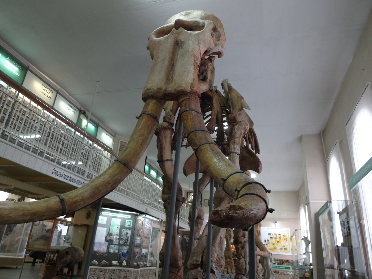 Фото 20.02.2019 год Южный Слон. "Зал природы" Ставропольский государственный музей-заповедник имени Г.Н.Прозрителева и Г.К.Праве