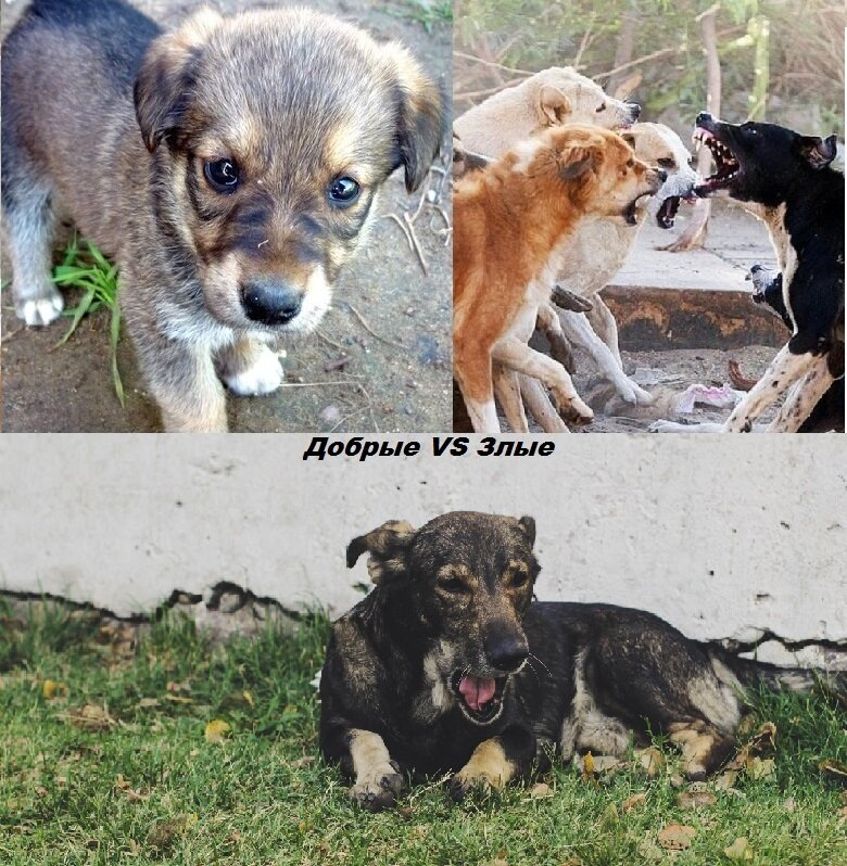 Дворовые собаки все очень разные !