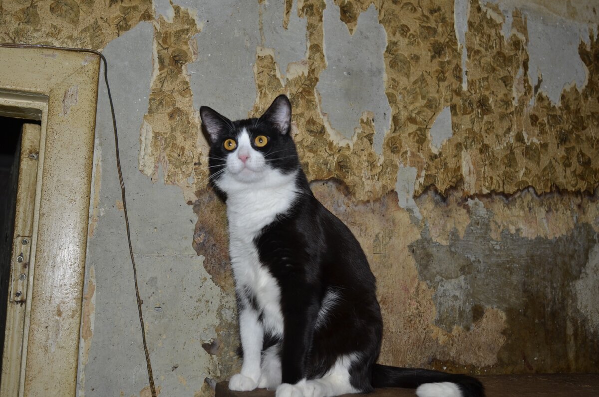 Котики ждут и надеются на помощь.