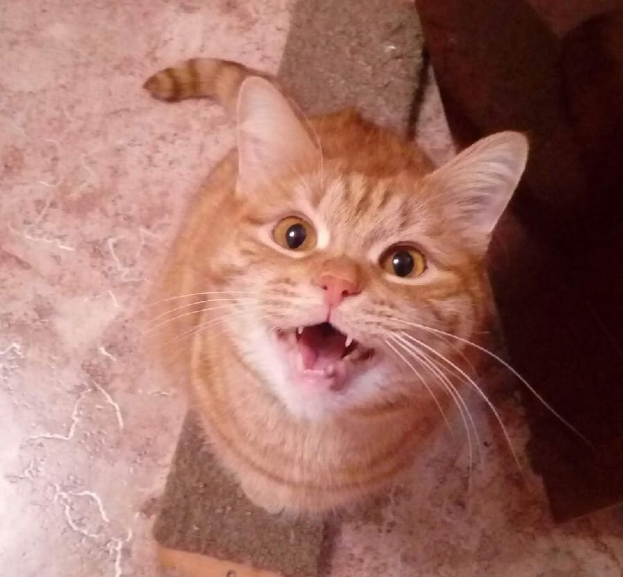 Вот он, красавчик по имени Кузя!