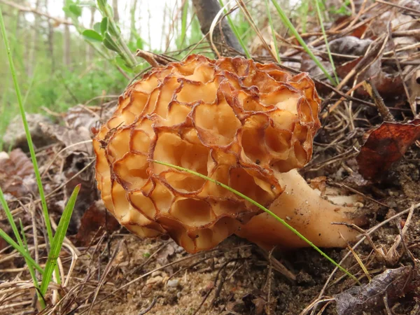 Сморчок настоящий Morchella esculenta. \\ 12 мая 2020, городской округ Химки.