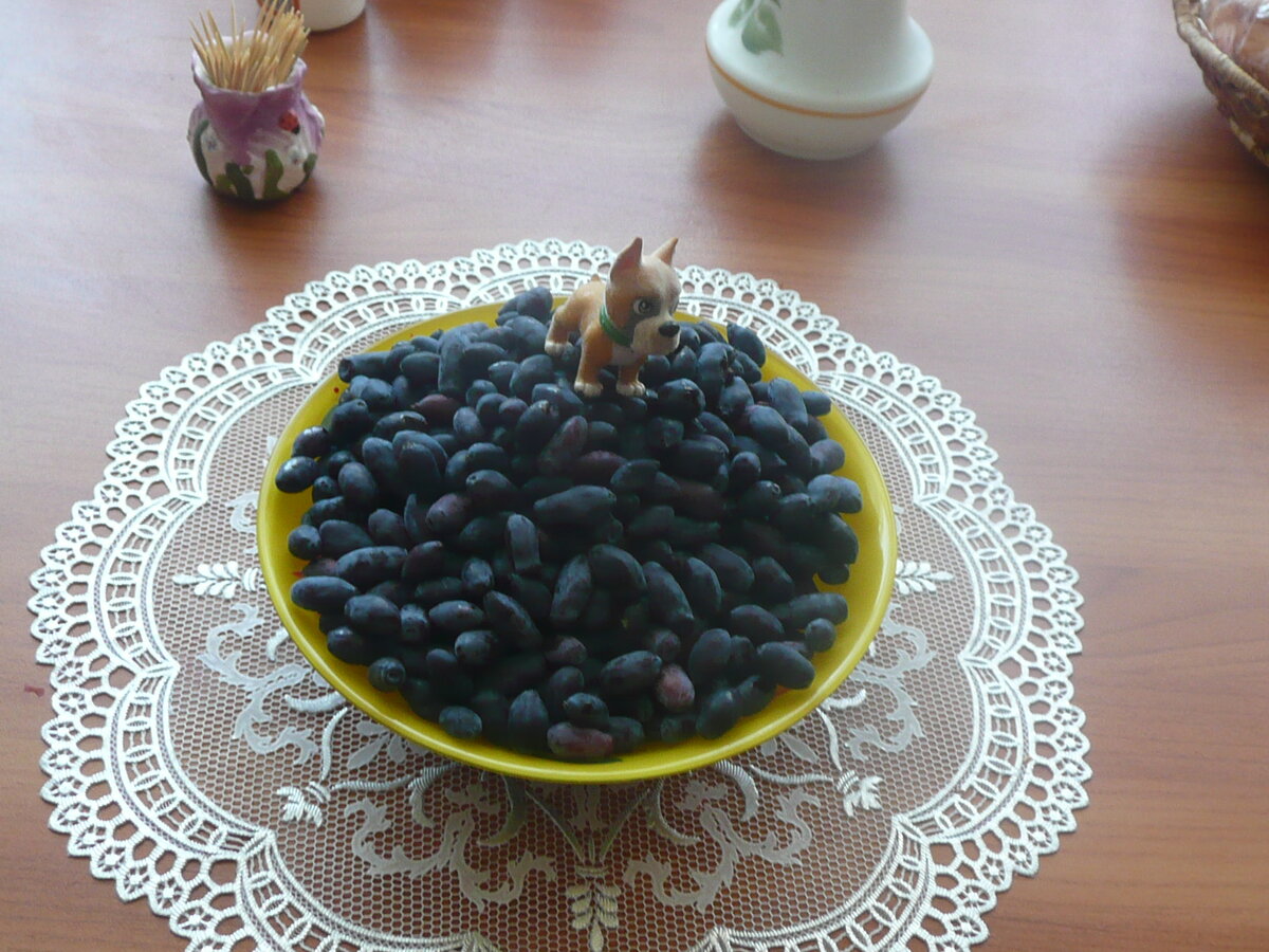 жимолость из нашего сада собрана для десерта