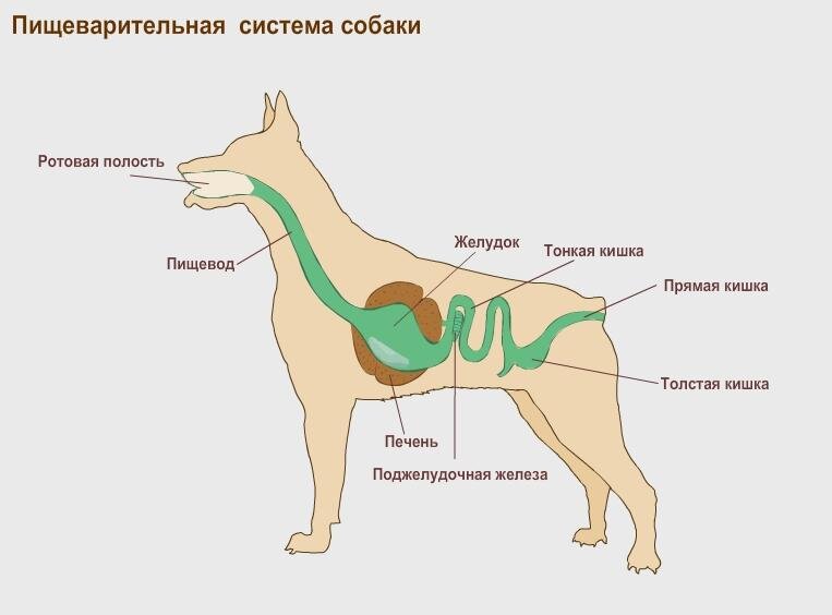 Органы собаки схема