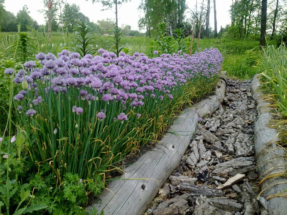 Лук-шнитт защита от муравьев, красота в саду и огороде. | Стихи и цветы.  Алёна Градобоева-Патрушева | Дзен