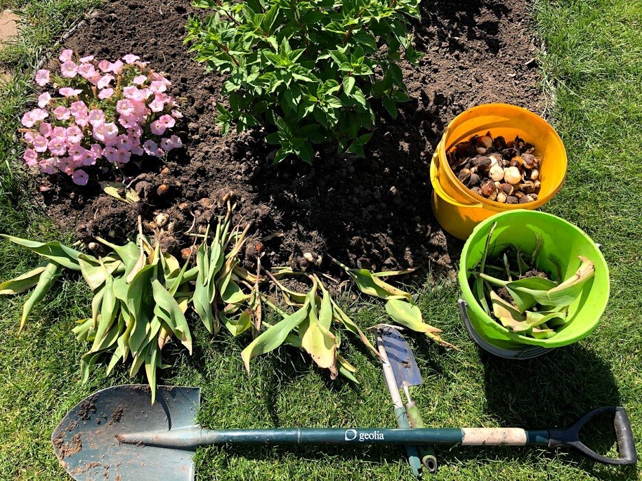 На 3 грядки посадили 27 луковиц. Тюльпаны на грядке. Выкопка тюльпанов. Клумба с тюльпанами. Клумба тюльпанов после цветения.