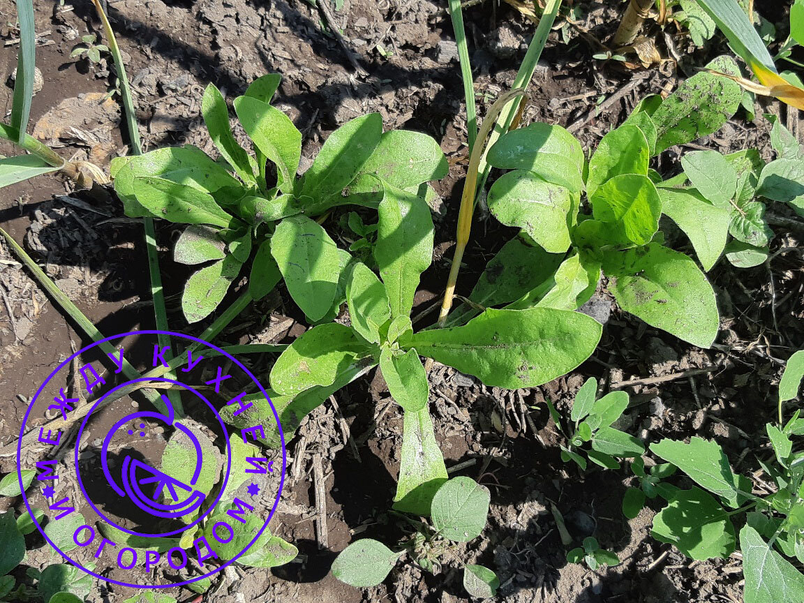 Вот она, красавица растет!