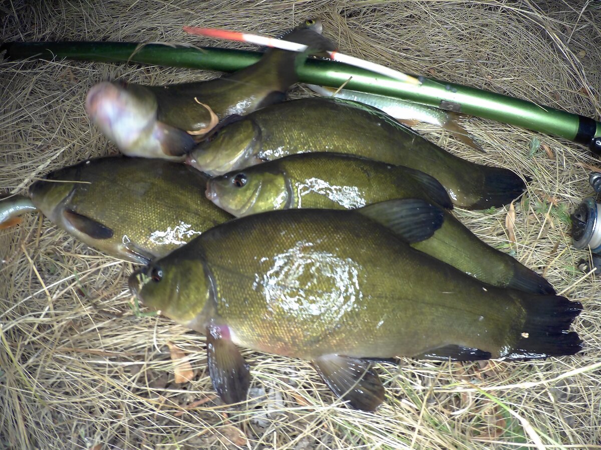 Ловля линя в мае - читайте на Сatcher.fish