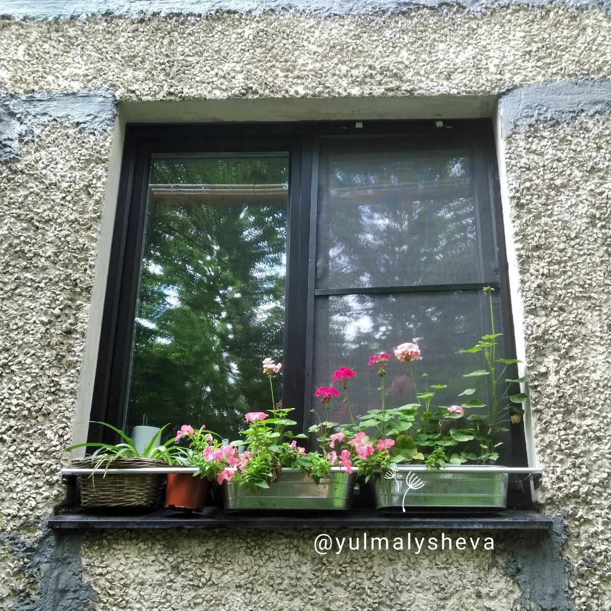 Цветы за окном