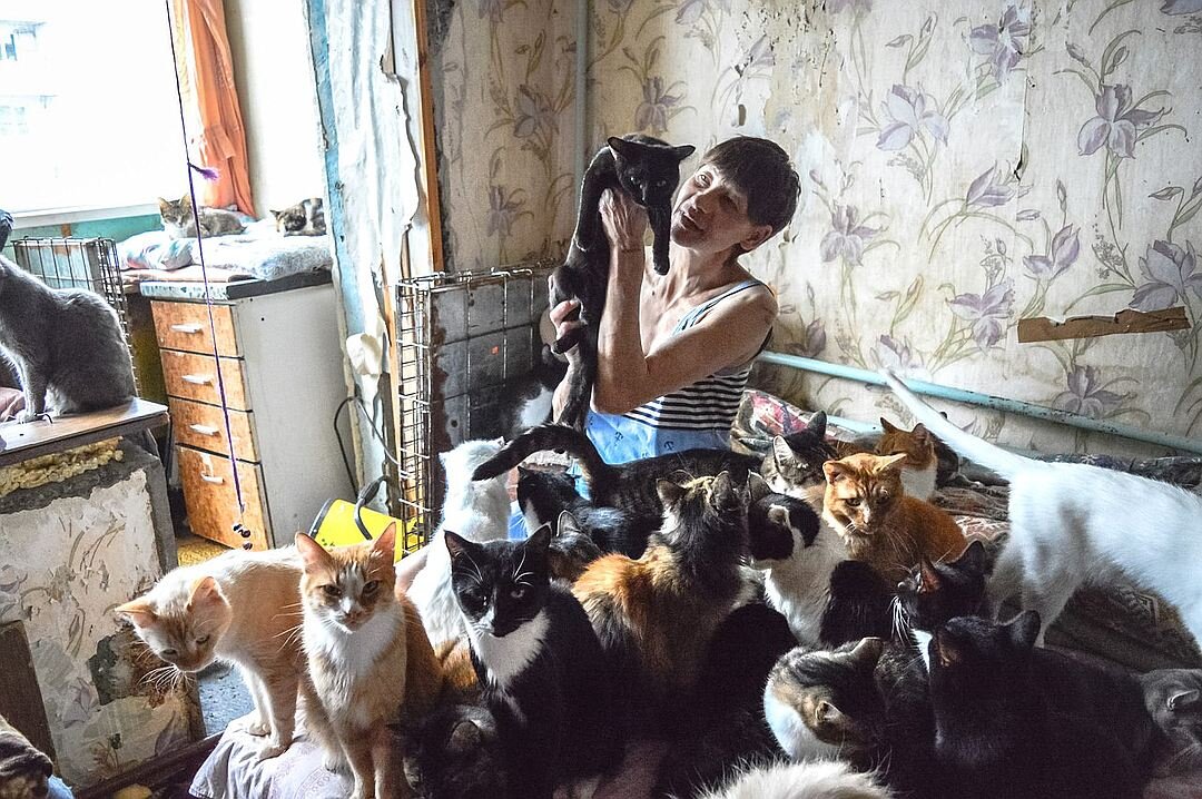 Животные в общежитии. Множество кошек в квартире. Много котов в квартире. Много животных в квартире. Кошка в квартире.