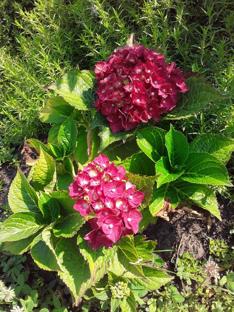 Но летом цвела только одна из них