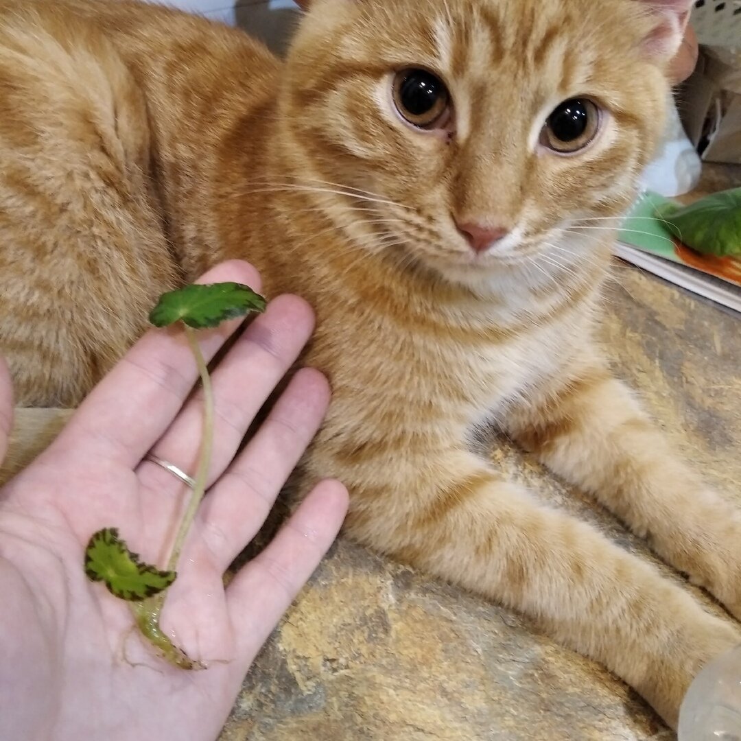 Мой неизменный помощник во время посадки цветов в грунт