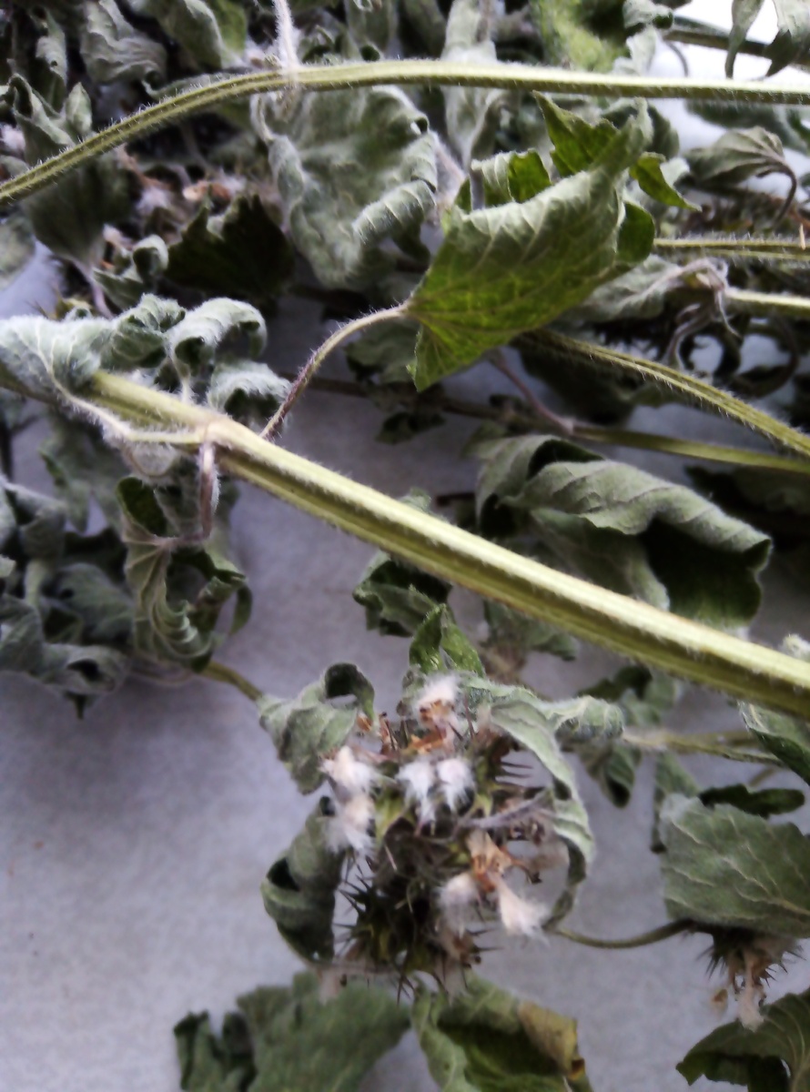 Сухое сырье пустырника пятилопастного