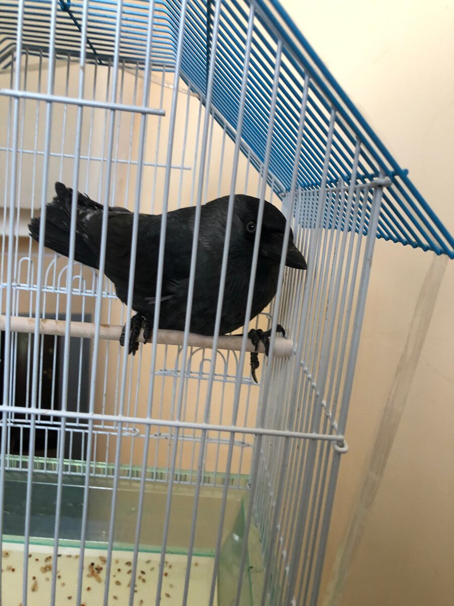 Галка, которая сегодня ночует у нас