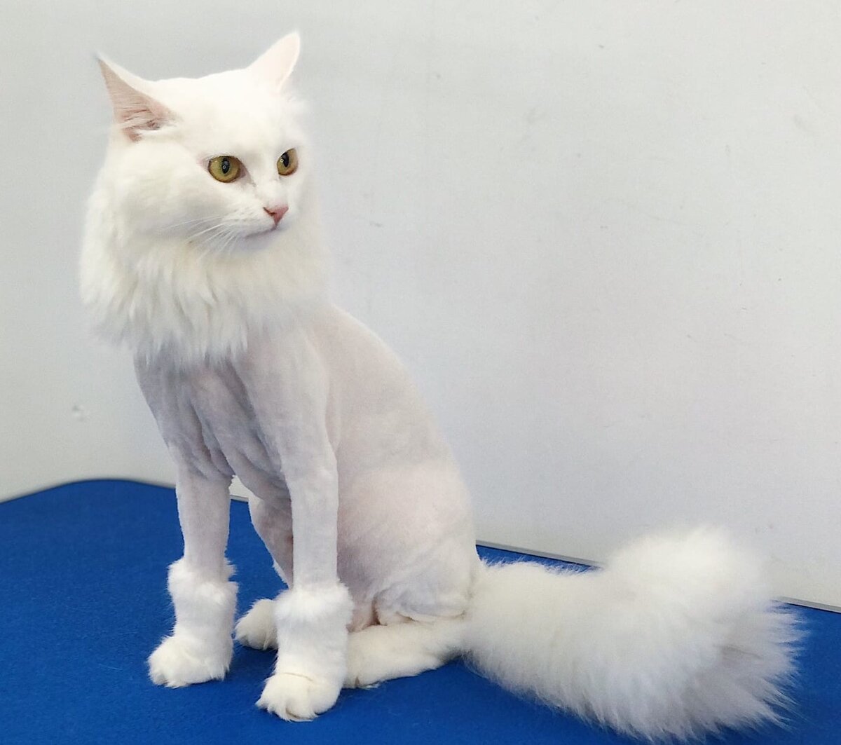 Груминг салон  PetSpa, Архангельск  - petspa29.ru