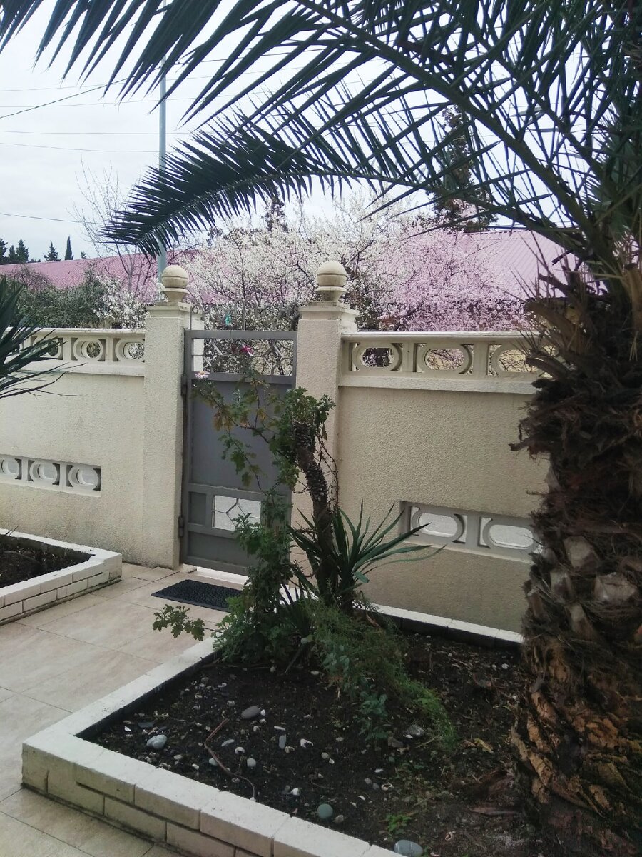 Фото автора. Март 2020. В то время, когда в Москве еще снег, тут уже цветет вишня и абрикос с персиком. Площадка с калиткой во дворе Гостевого Дома.