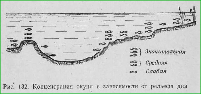 Секреты ловли окуня по первому льду