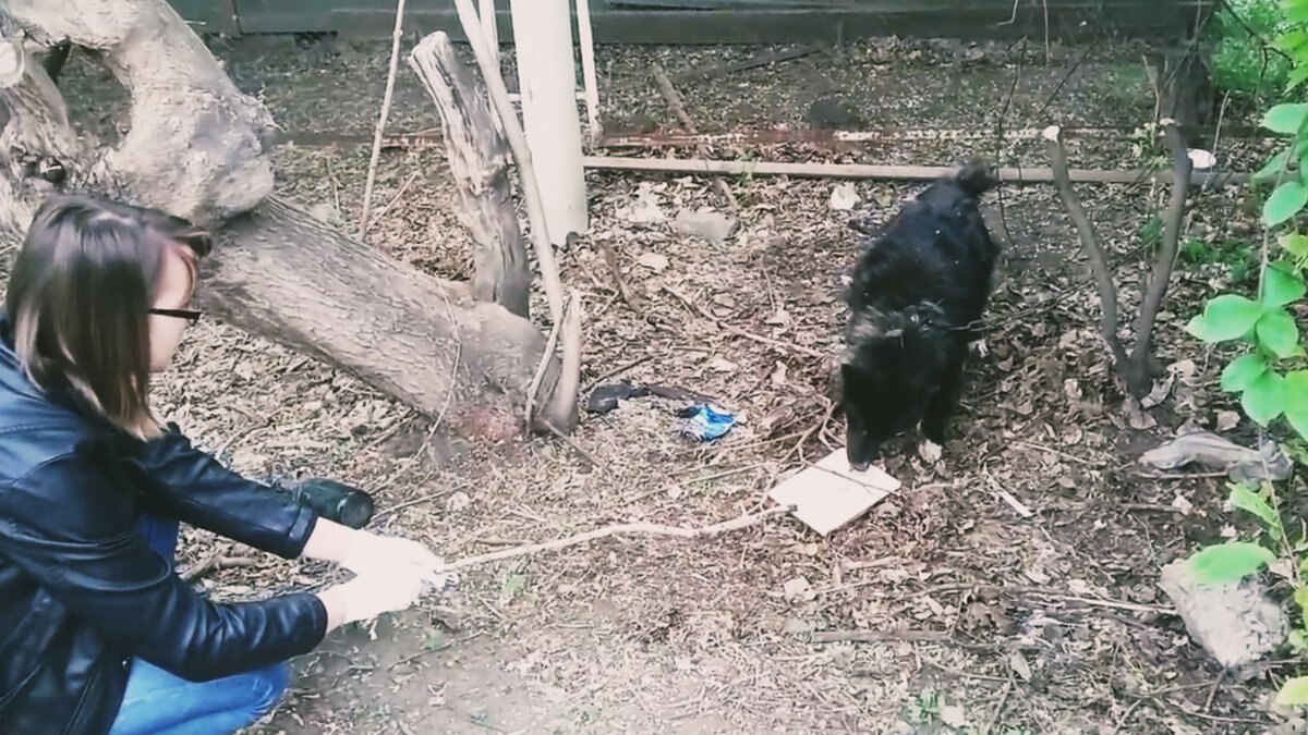 После того как мы его покормили, пёсик завилял хвостом 