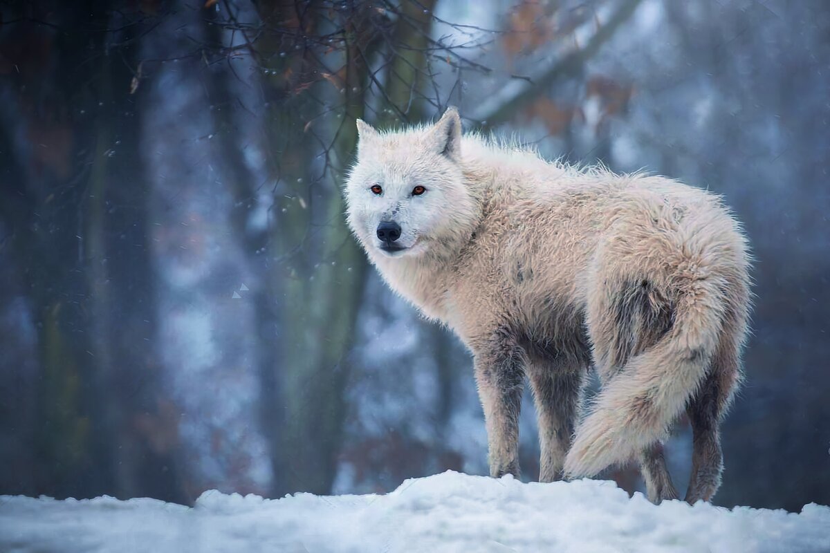 Living wolfs. Полярный волк ареал. Арктический Полярный волк. Полярный волк в тундре. Мелвильский островной волк.