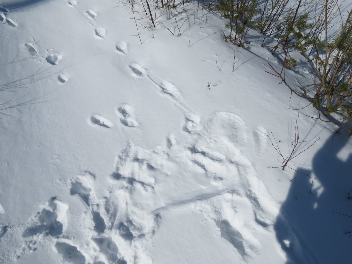 Следы рыси на снегу