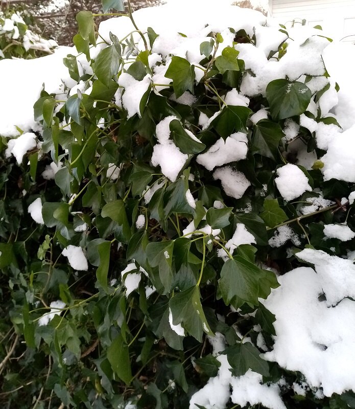 Вот такие зеленые кусты и деревья у нас в городе в декабре. Сейчас в снегу. Фото автора