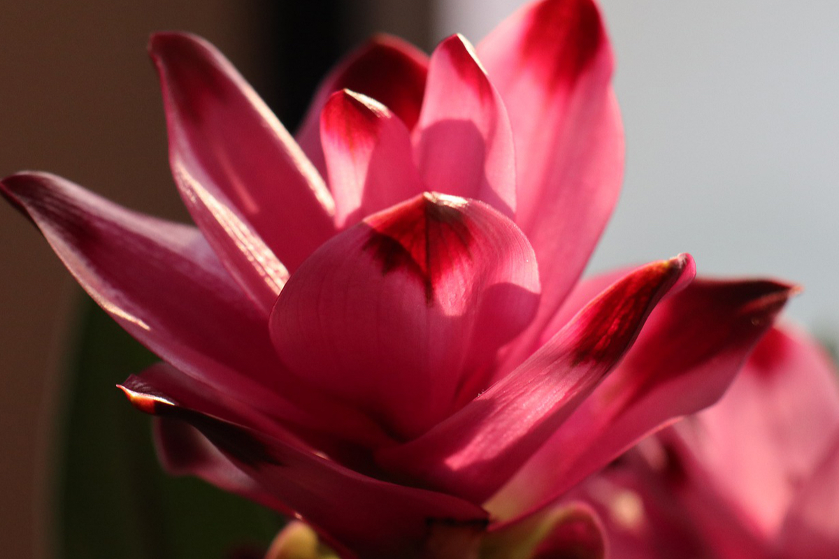 цветок куркумы.