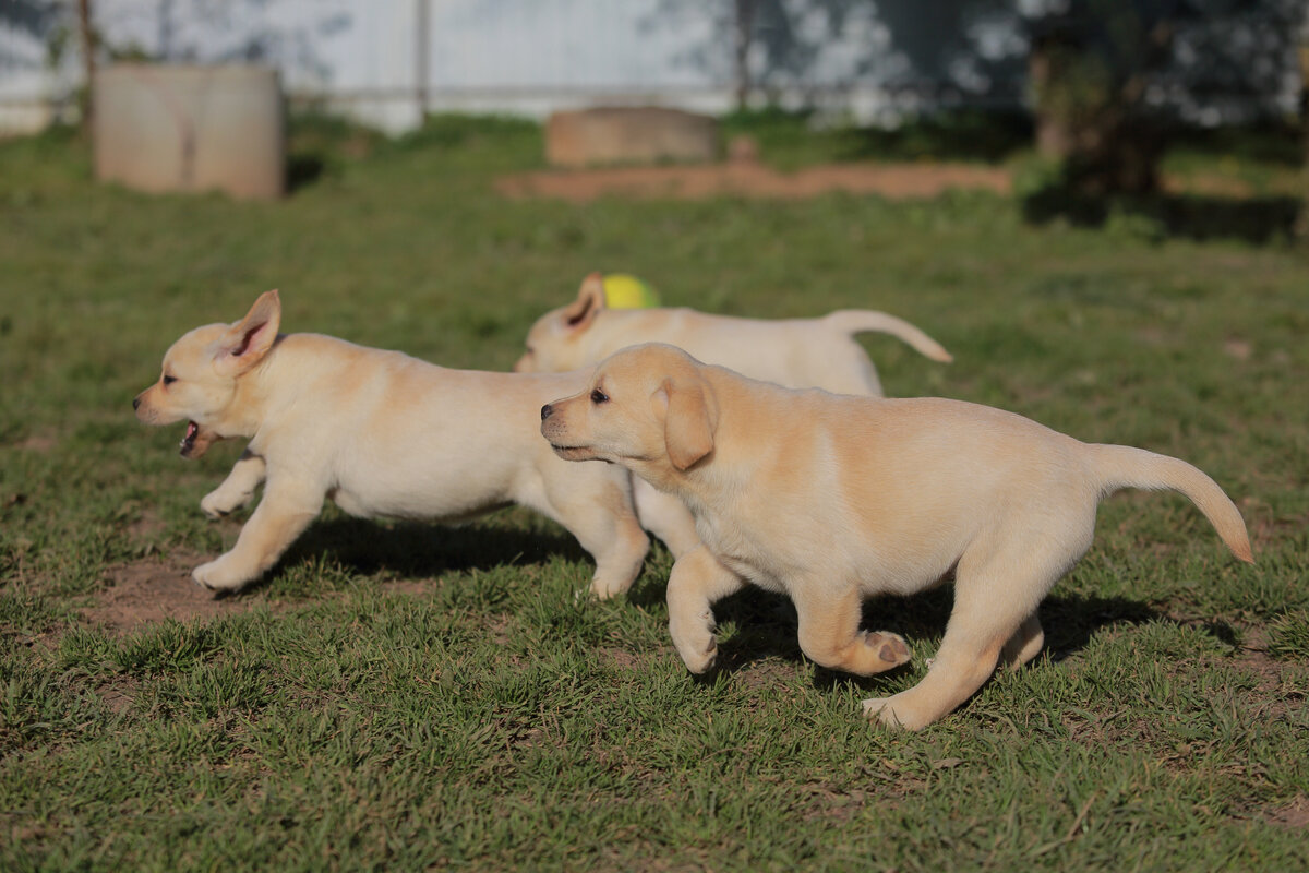 В приюте питомцы отдаются в добрые руки даром.