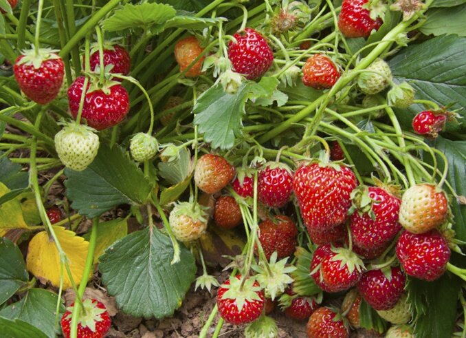 Клубника, выращиваем клубнику