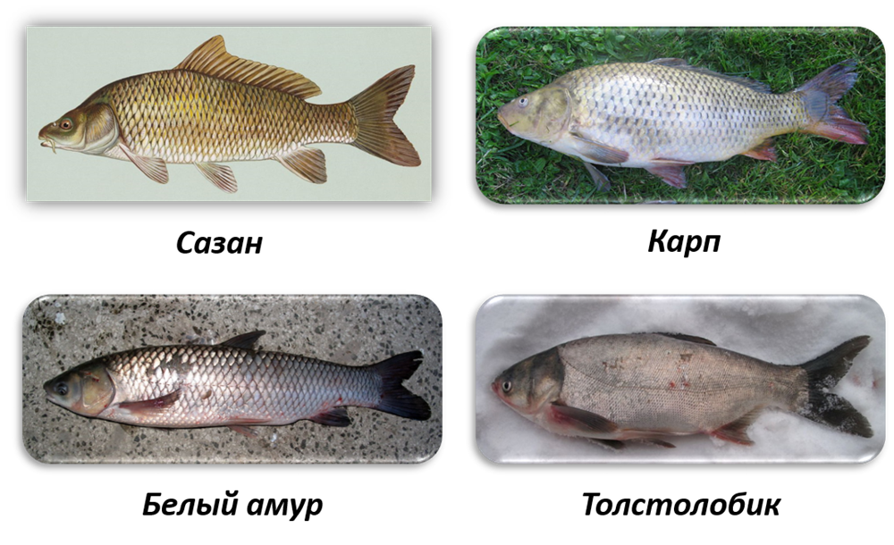Какую рыбу выбрать при зарастании водоёма?