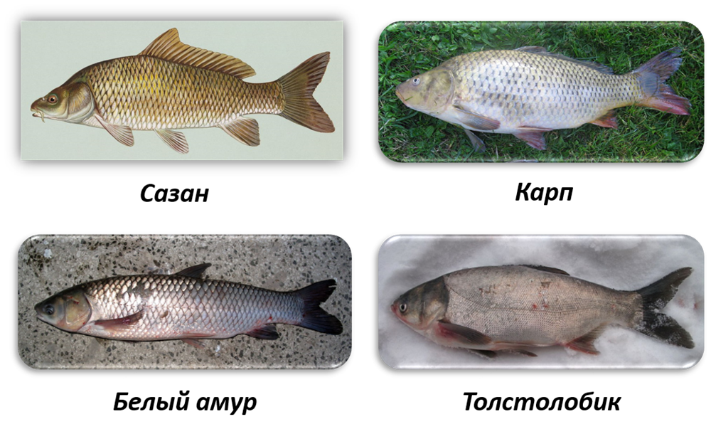 #Carp #Carpfishing Carp fishing, Photos of fish, Fish