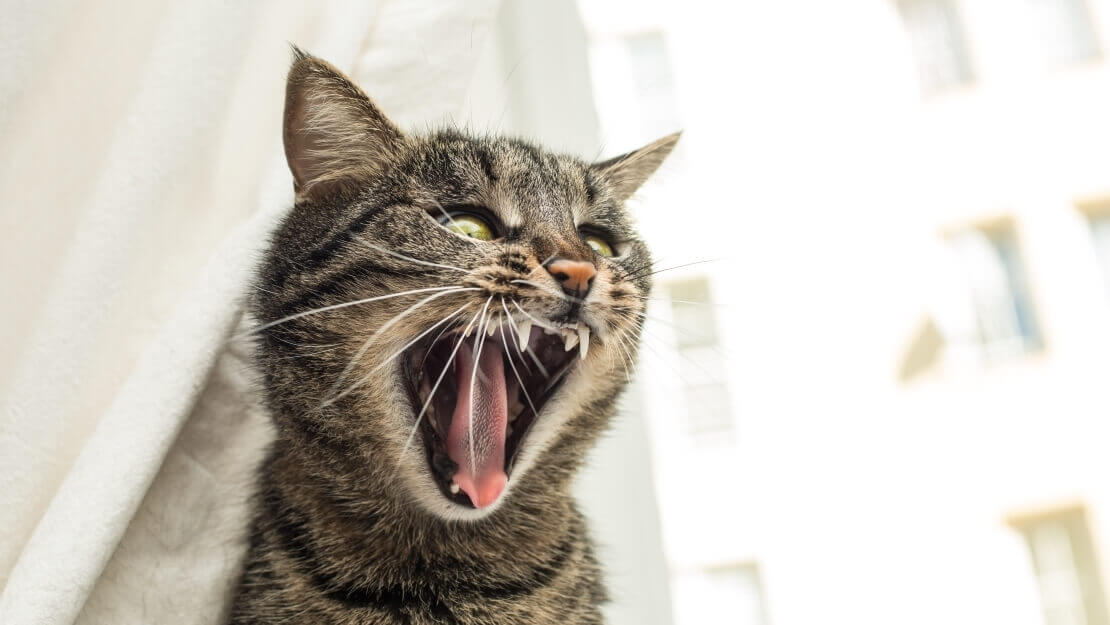 Кот орет