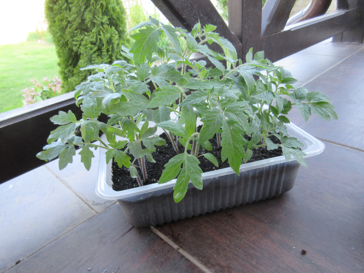 Вот так выглядит небольшая часть апрельской, ни разу не распикированной(!) рассады перед высадкой на постоянное место в открытый грунт. 