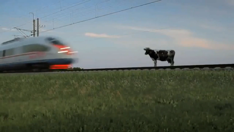Лось на рельсах. Корова на железной дороге. Животные на железной дороге.