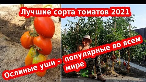 Высокоурожайные и вкусные томаты ослиные уши