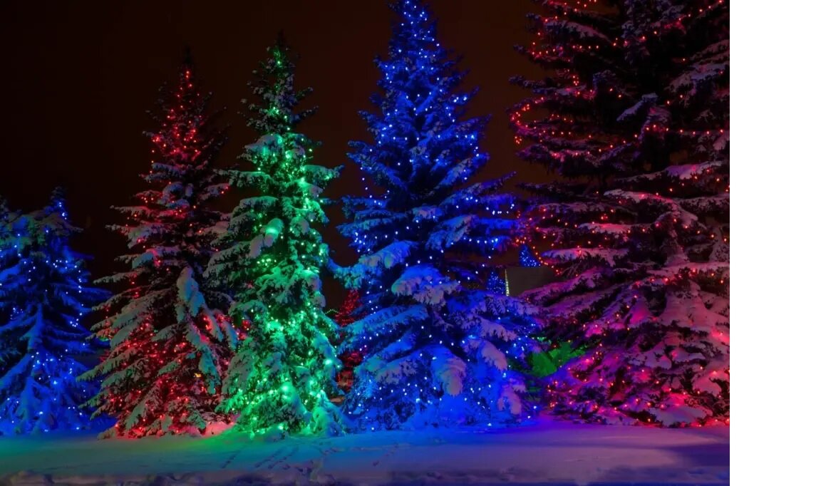 Чтобы книги и дальше вас радовали и восхищали, как этот лес! Изображение из Яндекс-картинок.